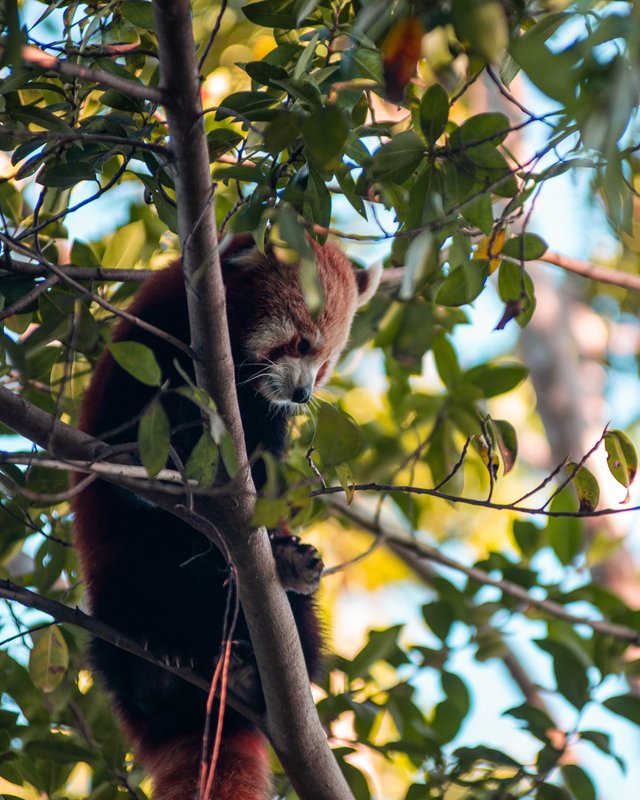 Climbing Redpanda