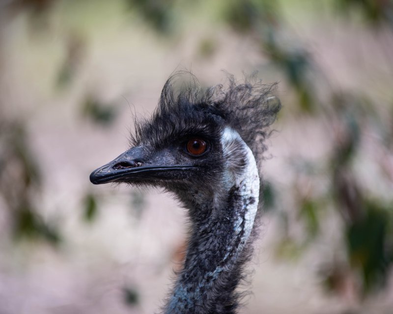 Emu