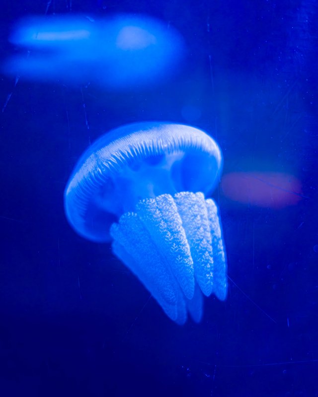 Jellyfish Still