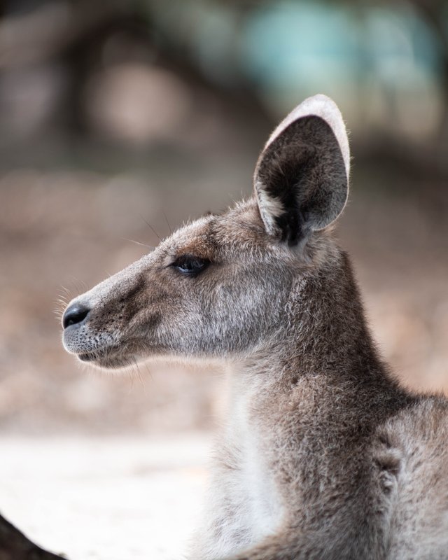 Kangaroo