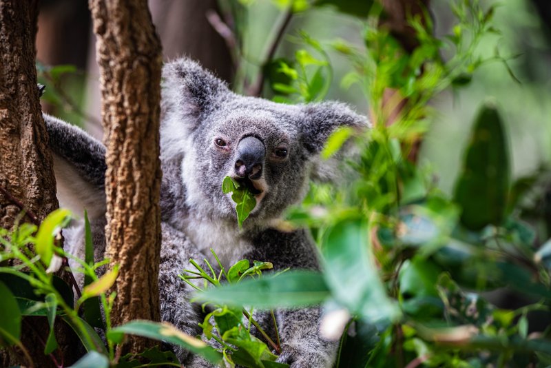 Koala Eating