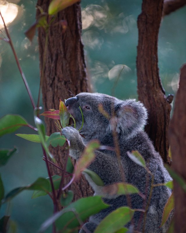 Koala Snacking