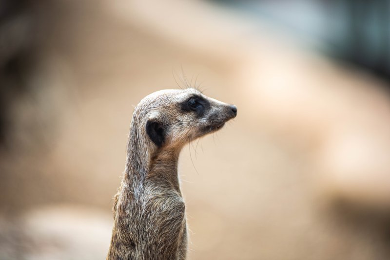 Meerkat