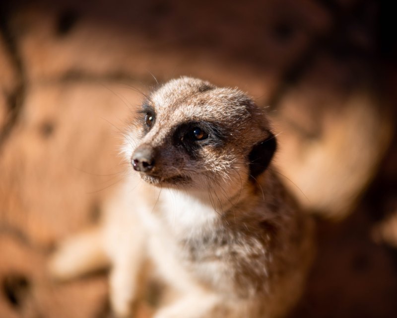 Meerkat Stare