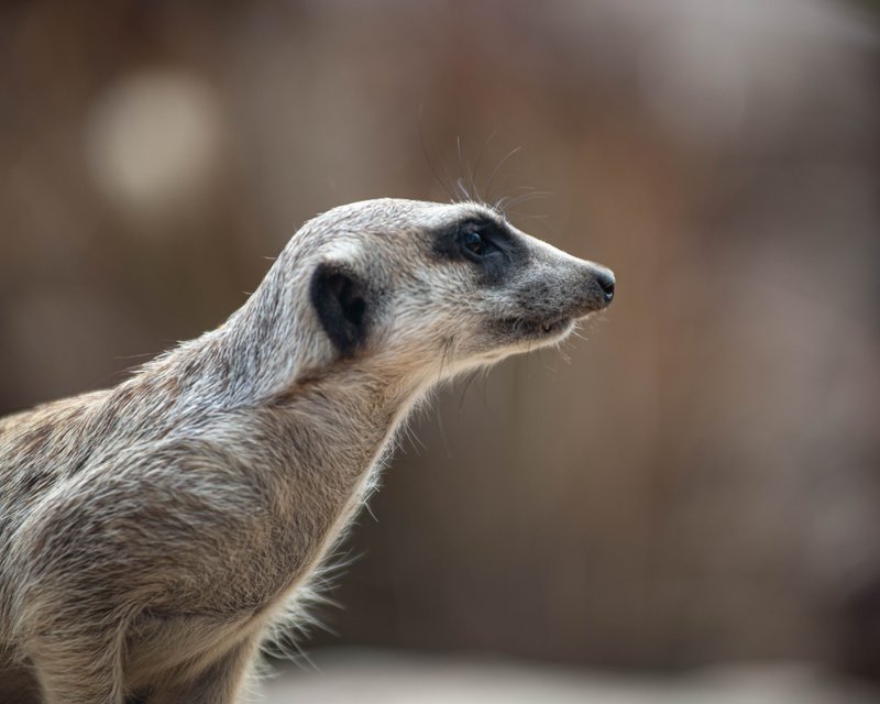 Meerkat Stare