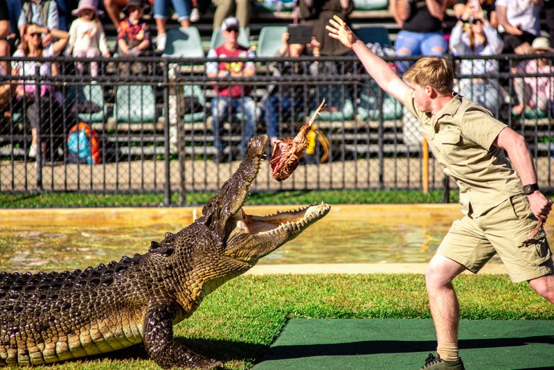 Robert Irwin Croc Feed