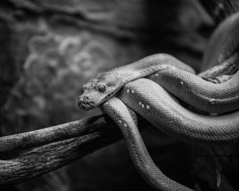 Snake BW